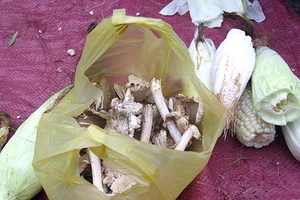 ‘Lộc trời’ nấm mối bán nhiều ở các chợ Gia Lai