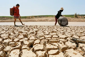 Thủ tướng yêu cầu hỗ trợ 904 tấn gạo cho tỉnh Bình Định