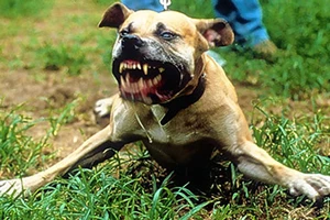 Một bé trai 5 tuổi bị chó cắn đứt ‘của quý’