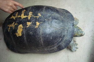 Bắt được rùa dài hơn nửa mét, có nhiều hình lạ trên mai