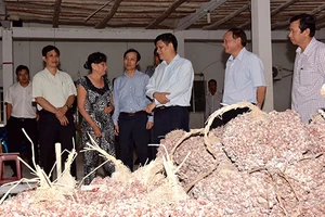 Sự thật việc nhiều người bị mù do bóc hành tím