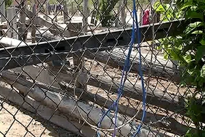 Dây điện dính hàng rào làm bé gái 13 tuổi tử vong