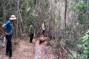 20 lâm tặc dùng súng cướp lại gỗ lậu