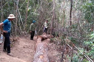 Bảo vệ rừng dựng chuyện 20 lâm tặc tấn công, cướp gỗ