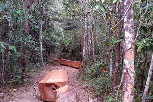 Các báo khỏi cải chính vụ bị cán bộ rừng 'xỏ mũi'