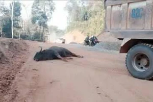 Hi hữu: Bò tót lao vào xe tải