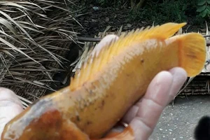 Người dân Vĩnh Long bắt được cá rô vàng óng