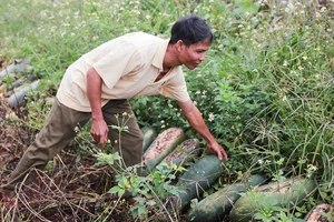 Doanh nghiệp ‘chạy làng’, ngàn tấn bí đao bỏ thối