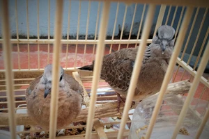 Bị bắt vì 'xin đểu' 2 con chim cu đất