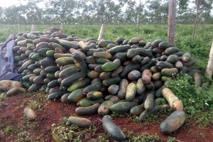 Công an điều tra vụ bí xanh bỏ thối ngoài đồng