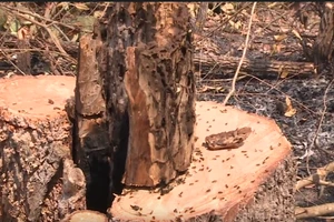 Thủ tướng yêu cầu Đắk Lắk kiểm điểm các vụ phá rừng