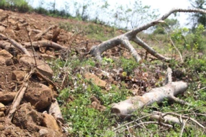 Chủ 1 gốc cây 'quái thú' đã biếu không cho một người lạ