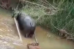 Lâm tặc dùng trâu kéo gỗ lậu ra khỏi rừng