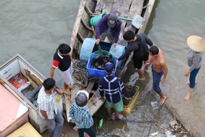Dân làng bè Long Sơn vẫn chưa rời khu vực để tránh bão số 9
