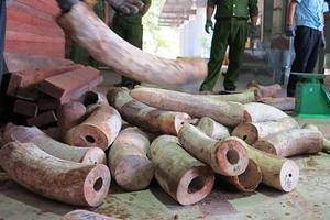 Phó Thủ tướng yêu cầu điều tra 1 tấn ngà voi tuồn vào Đà Nẵng