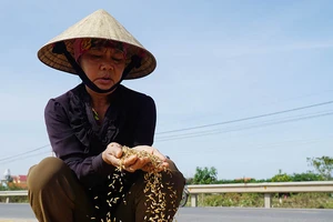 Người dân vùng lũ rớm nước mắt mang lúa nảy mầm ra phơi