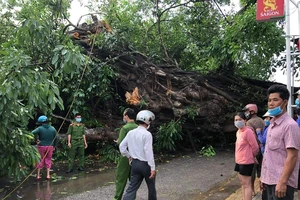 Cây đa 200 năm tuổi ở Quảng Ngãi ngã đè chết người