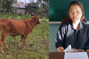 Cô gái 19 tuổi thuê xe ba gác chở bò của người khác 