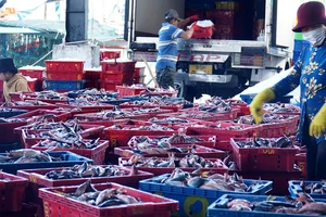 Cấp bách gỡ thẻ vàng châu Âu cho hải sản Việt
