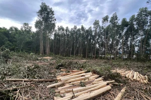 Bình Định: Rừng phòng hộ tái sinh bị chặt phá