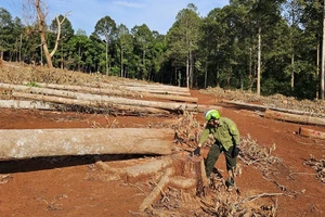 Để xử lý dứt điểm nạn chặt phá rừng phòng hộ ở Đồng Nai