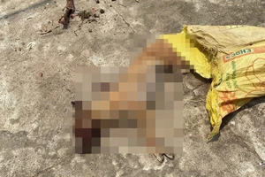 Một con chó cắn 3 người trong gia đình ở Quảng Ngãi rồi chạy lên núi