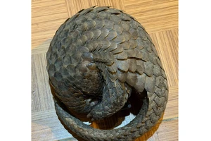 Con tê tê quý hiếm bò vào quán nhậu ở Đà Lạt