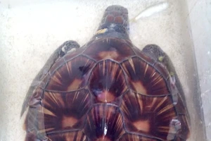 Ngư dân Hà Tĩnh bắt được đồi mồi biển có khắc chữ Hán