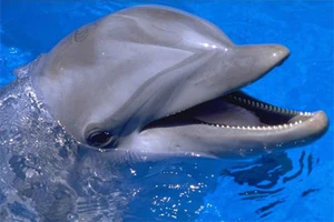 Hải quân Nga tiếp nhận "chiến binh" cá heo