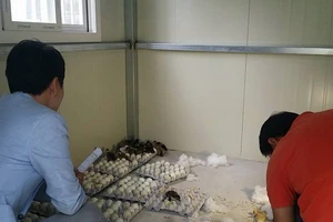 Mua bán trứng vịt lộn ở Hàn Quốc có thể bị phạt 1.000 USD