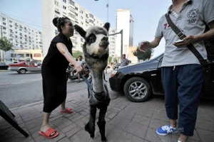 Kỳ lạ chú lạc đà không bướu “lai” gấu trúc