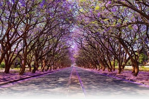 Ngất ngây chiêm ngưỡng những con đường đẹp bậc nhất thế giới