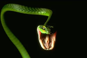 Phiên tòa náo loạn vì một con rắn phóng ra tấn công bị cáo