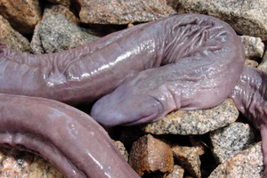 Bảy loài động vật có hình thù đáng sợ, nguy hiểm nhất thế giới