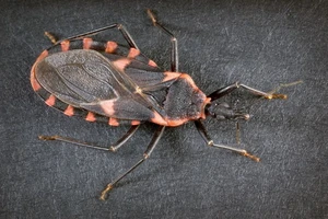 Loài bọ hút máu gây bệnh gần giống AIDS