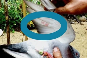 Liên tiếp bắt được chim lạ có gắn chip: 3 giả thiết
