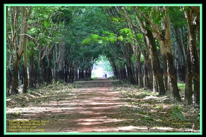 Kỷ luật phó bí thư huyện ủy dan díu vợ người khác trong lô cao su