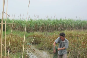 Phú Yên: Rủ nhau đi săn rùa vàng giá trăm triệu