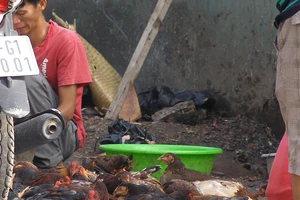 Buôn bán gà trống choai nhộn nhịp mùng ba Tết