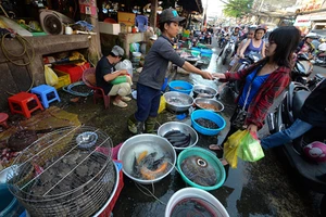 Cá nuôi 'đội lốt' cá đồng, phân biệt thế nào?