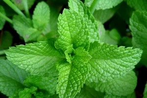 3 loại rau thơm quen thuộc trị hôi miệng