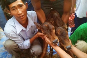 Chú bê mới sinh có hai đầu ở An Giang