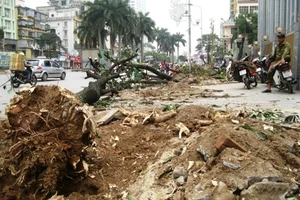 'Con đường đẹp nhất Việt Nam' tan hoang sau khi chặt cây xanh