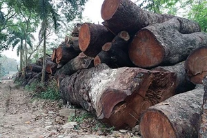 Phó Thủ tướng chỉ đạo vụ chặt cây ở Hà Nội