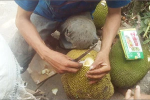 Cận cảnh 'công nghệ' khoét lỗ đổ hóa chất ép mít chín siêu tốc