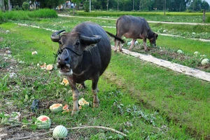 Dưa hấu còn 500 đồng một kg, nông dân bỏ mặc trâu ăn