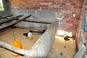 Công bố quyết định kỷ luật vụ hơn 1.000 con gà 'đi lạc vào nhà quan'