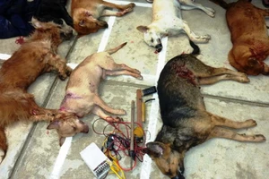 Chiêu 'tàn sát hàng loạt' của nhóm cẩu tặc ở miền Tây