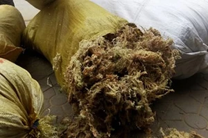Thêm mặt hàng lạ thương lái Trung Quốc mua gom giá cao: Rêu đá