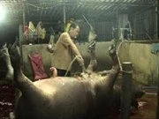 Bắt quả tang cơ sở bơm nước và thuốc an thần vào heo 